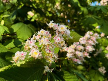 Bu fotoğraf güzel bir kestane çiçeğinin yakın çekimini gösteriyor. Çiçekler canlı renkleri ve narin taç yapraklarıyla karmaşık ayrıntılar sergiliyor. Kestane çiçeği eşsiz şekliyle bilinir.