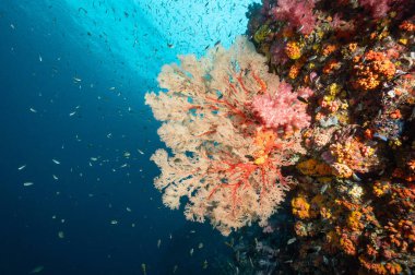 Branching Gorgonian Sea Fan coral (Seafan), colorful soft coral and marine life at Richelieu Rock, a famous scuba diving dive site of North Andaman. Exotic underwater landscape in Thailand