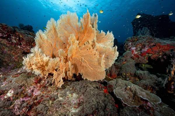 Giant Branching Gorgonian Sea Fan coral (Seafan) with colorful soft coral reef and marine life at North Andaman, a famous scuba diving dive site and exotic underwater landscape in Thailand.
