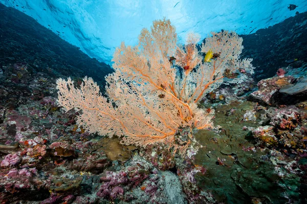 Branching Gorgonian Sea Fan coral (Seafan), colorful soft coral and marine life at Richelieu Rock, a famous scuba diving dive site of North Andaman. Exotic underwater landscape in Thailand