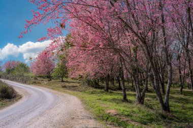 Ocak veya Şubat aylarında Tayland 'ın Phitsanulok ve Loei bölgesinde Tayland' da Phu Lom Lo Dağı 'nda Nang Phaya Sua Krong olarak bilinen pembe kiraz tarlası veya vahşi Himalaya kiraz çiçeği..