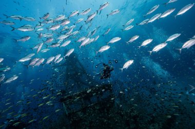 HTMS Chang 'in gemi enkazının sualtı görüntüsü Jack Fish ve scuba dalgıcıyla dolu. 2. Dünya Savaşı sırasında Amerikan Donanması için yapılmış bir gemi. Trat, Tayland 'da Koh Chang yakınlarında bir tüplü dalış alanı..