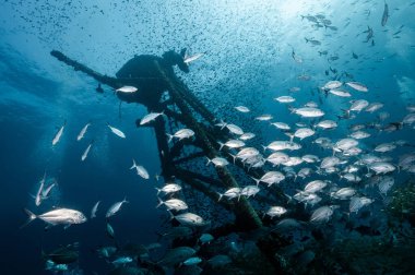 Chang 'in balık sürüsüyle batan gemisinin sualtı görüntüsü. Gemi 2. Dünya Savaşı sırasında Amerikan Donanması için inşa edildi. Trat, Tayland 'da Koh Chang yakınlarında popüler bir tüplü dalış alanı..