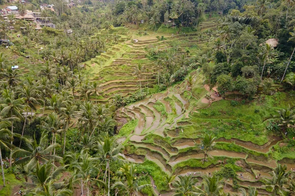 공중에서 내려다본 인도네시아 발리의 계단식논 — 스톡 사진