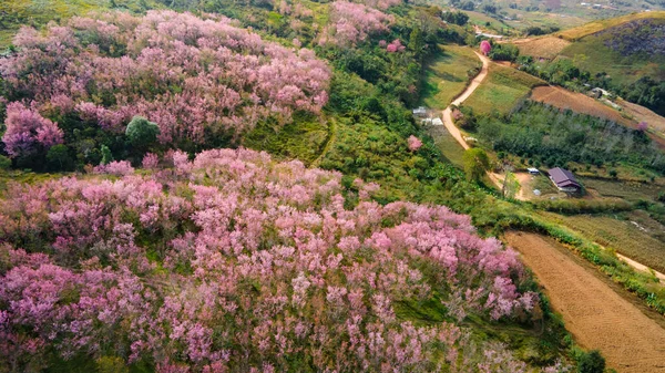 Luftaufnahme Von Rosa Kirschblüte Auf Dem Hügel Oder Wild Himalayan — Stockfoto