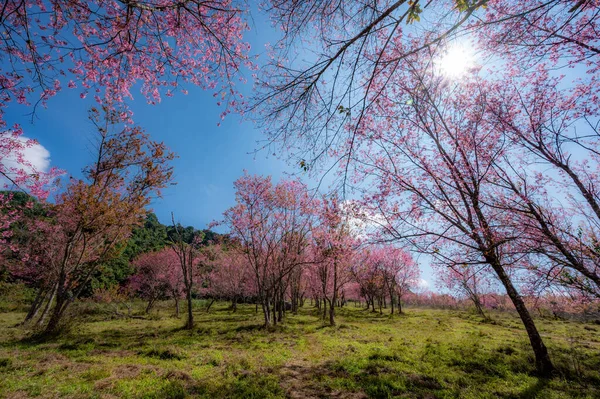 Růžový Květ Třešně Pole Nebo Divoký Himálajský Květ Třešně Známý — Stock fotografie
