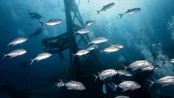 Htms Chang Gemi Enkazının Sualtı Görüntüsü Jack Balığı Dalgıçlarla Dolu — Stok fotoğraf