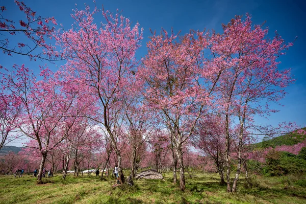 Pink cherry blossom field or Wild Himalayan Cherry flower, known as Nang Phaya Sua Krong in Thai on Phu Lom Lo mountain during January or February in area of Phitsanulok and Loei Province, Thailand.