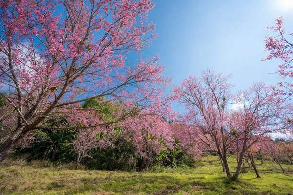 Pink Cherry Blossom Field Wild Himalayan Cherry Flower Known Nang — Stock Photo, Image