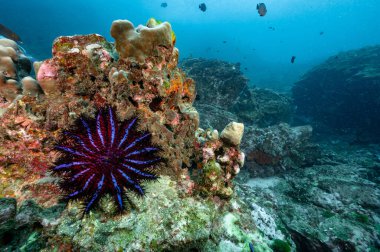 Kuzey Andaman 'daki mercan resifinde bulunan dikenli deniz yıldızı tacı, ünlü bir tüplü dalış alanı ve Tayland' da büyüleyici sualtı manzarası..