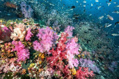 Beautiful colorful soft coral reef and marine life at Richelieu Rock, a famous scuba diving dive site of North Andaman. Stunning underwater landscape in Thailand.