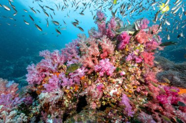 Kuzey Andaman 'ın ünlü bir tüple dalış alanı olan Richelieu Kayası' ndaki güzel, yumuşak mercan resifleri ve deniz yaşamı. Tayland 'daki çarpıcı sualtı manzarası.