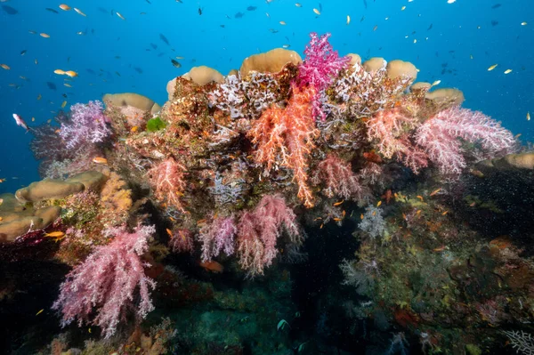 Sert Mercan Resifleri Kuzey Andaman Daki Deniz Yaşamı Altında Asılı — Stok fotoğraf