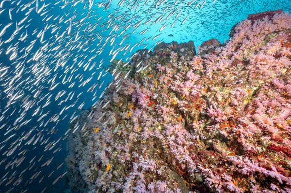 스쿠버 다이빙 장소인 섬에는 아름다운 분홍빛 의부드러운 산호초와 물고기 의수중 — 스톡 사진