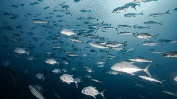 School of Jack fish or jackfish in the blue ocean. Group of Jacks swimming together in the Gulf of Thailand. Marine life and underwater conservation. World ocean day concept