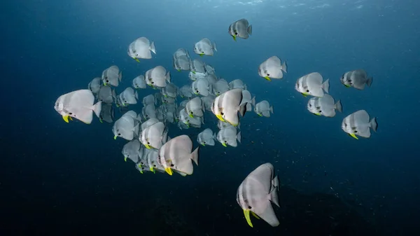 School Longfin Batfish Also Known Platax Teira Teira Batfish Longfin — Stock Photo, Image