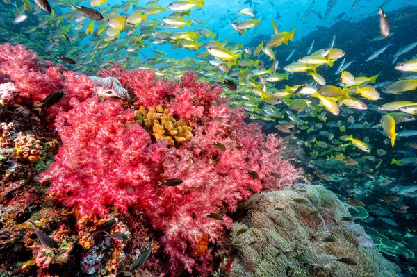 Güzel Kırmızı Yumuşak Mercan Resifi Kuzey Andaman Ünlü Tüple Dalış — Stok fotoğraf