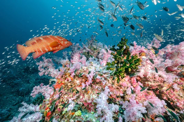 Coral Grouper Richelieu Kayası Ndaki Balık Sürüsüyle Birlikte Çok Güzel — Stok fotoğraf