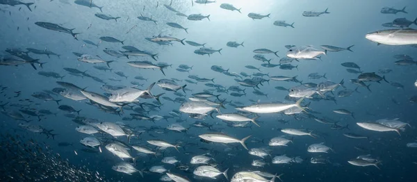 School of Jack fish or jackfish in the blue ocean. Group of Jacks swimming together in Anadman Sea. Marine life and underwater conservation. World ocean day concept