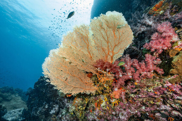 Branching Gorgonian Sea Fan coral (Seafan), colorful soft coral and marine life at Richelieu Rock, a famous scuba diving dive site of North Andaman. Exotic underwater landscape in Thailand