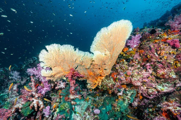 Kalp Şeklinde Dallanan Gorgonya Deniz Mercanı Renkli Yumuşak Mercanlar Richelieu — Stok fotoğraf