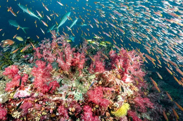 Güzel Kırmızı Mercan Resifi Richelieu Kayası Ndaki Balık Sürüsü Kuzey — Stok fotoğraf