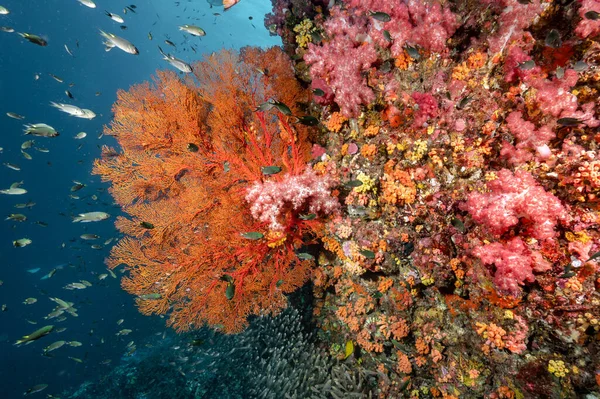 Bellissimo Gorgonian Sea Fan Coral Seafan Corallo Morbido Colorato Scuola — Foto Stock