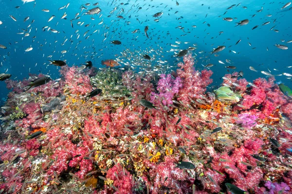 Hermoso Colorido Arrecife Coral Suave Escuela Peces Richelieu Rock Famoso —  Fotos de Stock