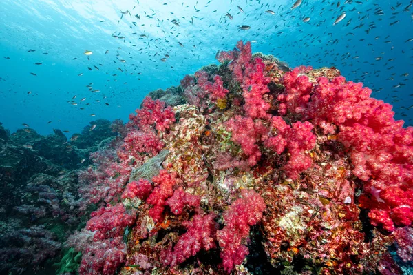 스쿠버 다이빙 장소인 리슐리외 바위에는 아름다운 부드러운 산호초와 생물이 의수중 — 스톡 사진