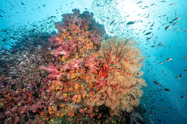 Beautiful Gorgonian Sea Fan Coral Seafan Colorful Soft Coral School — 스톡 사진