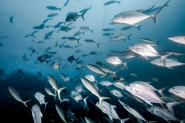 바다에 Jack Fish Jackfish 잭들은 해에서 수영을 합니다 대양의 — 스톡 사진
