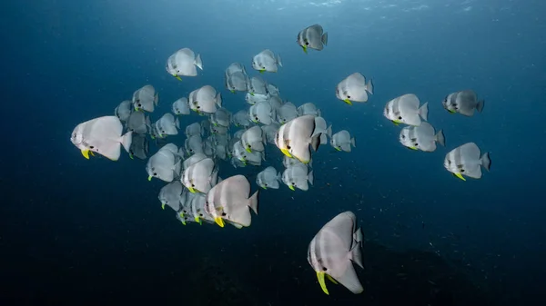 Escuela Longfin Batfish También Conocido Como Platax Teira Teira Batfish Imagen de archivo
