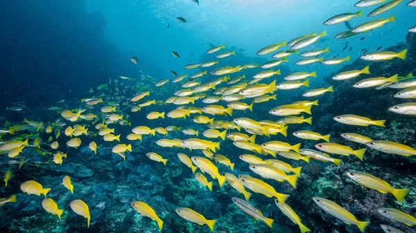 Gelbe Schnappfischschule Richelieu Rock Einem Berühmten Tauchplatz Und Exotischer Unterwasserlandschaft Stockbild