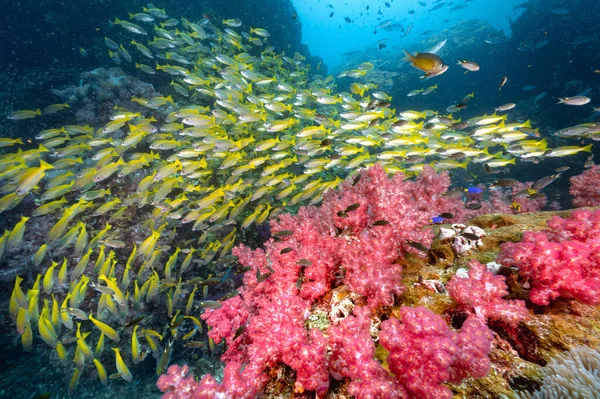 Beautiful Red Soft Coral Reef School Bigeye Yellow Snapper Fish Royalty Free Stock Photos