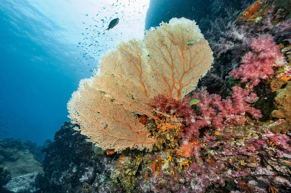 Branching Gorgonian Sea Fan Coral Seafan Coral Suave Colorido Vida Imagen de archivo