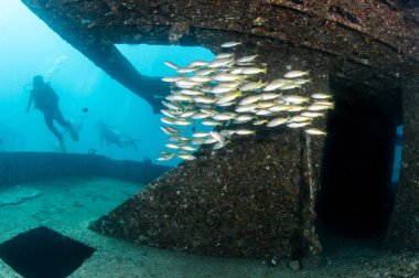 Harruby enkazında yüzen sarı çizgili trevally balığı sürüsü. Tayland, Phuket 'teki kristal berrak mavi su dalış alanlarından biri olan Racha Yai adasının 1..