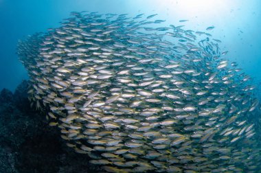 Sarı çizgili trevally balığı sürüsü Andaman Denizi, Tayland 'da birlikte yüzüyor. Büyük bir grup deniz canlısı kristal berrak mavi suda eğitim görüyor..