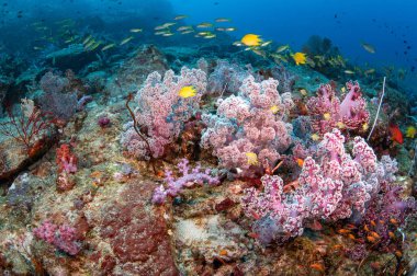 Andaman Denizi 'nde yüzen sarı balıklarla dolu güzel, pembe, yumuşak bir mercan. Tayland, Phuket 'teki Racha Noi adasında, güney ucu dalış alanında renkli sualtı manzarası..