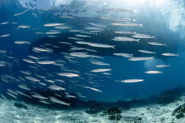 School of Barracuda fish in the crystal clear blue water at Racha island, one of the beautiful dive sites in Phuket, Thailand. Large group of marine life swimming under the boat in Andaman Sea