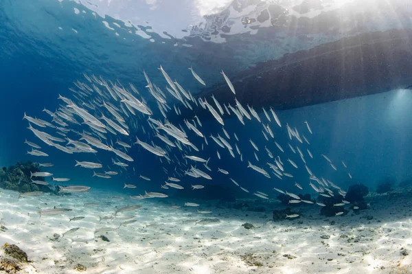 School of Barracuda fish in the crystal clear blue water at Racha island, one of the beautiful dive sites in Phuket, Thailand. Large group of marine life swimming under the boat in Andaman Sea
