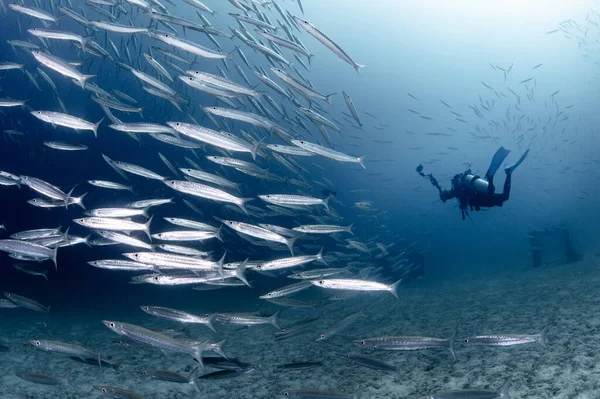 School of Barracuda fish with scuba diver in the crystal clear blue water at Racha island, one of the beautiful dive sites in Phuket, Thailand. Large group of marine life swimming in Andaman Sea