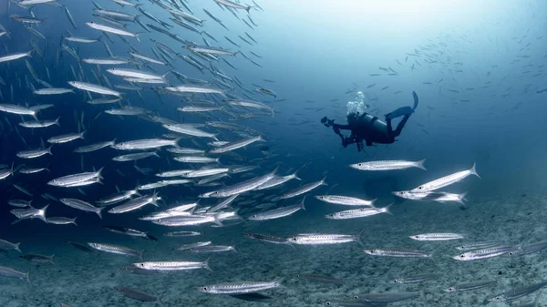 School of Barracuda fish with scuba diver in the crystal clear blue water at Racha island, one of the beautiful dive sites in Phuket, Thailand. Large group of marine life swimming in Andaman Sea