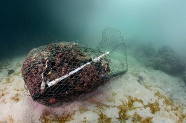 Atık toplayarak okyanusu temizle. Terk edilmiş molozlar, balık ağları, hayalet ağları ve denizdeki plastik garajlar. Okyanusu ve sualtı dünyasını çöp kirliliğinden koru. Çevresel koruma