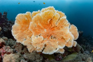 Andaman Denizi 'ndeki Tachai Zirvesi' nde bulunan dev Gorgonyan Deniz Mercanı (Seafan), Tayland 'da bir dalış alanı ve egzotik sualtı manzarası keşfeder. Deniz yaşamını koruma