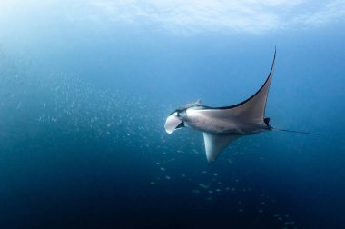 Dev okyanus manta vatozu Tayland 'da Andaman Denizi' nin mavi sularında yüzen küçük balıkları kovalıyor. Deniz yaratığı davranışı. Okyanus yaban hayatını koruma. Dünya Manta Günü