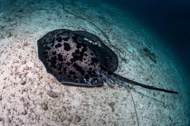 Giant Marble ray or marbled stingray on the seabed in Andaman sea. Exotic Indian ocean marine life. Underwater world in Thailand clipart