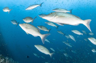 Uzun burunlu imparator balığı (Lethrinus olivaceus) mavi suda. Andaman Denizi 'nde deniz yaşamı, Hint Okyanusu, Tayland. Sualtı dünyası konsepti