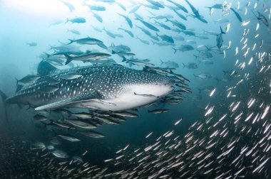 Balina köpekbalığı, Andaman Denizi 'nde Gökkuşağı Koşucusu ve Dev trevally balığı sürüsüyle yüzüyor. Tayland 'ın sualtı dünyasında deniz yaşamı. Okyanus yaban hayatını koruma. Uluslararası Balina Köpekbalığı Günü