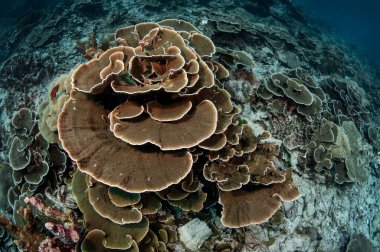 Similan Adaları Ulusal Parkı, Andaman Denizi, Tayland.