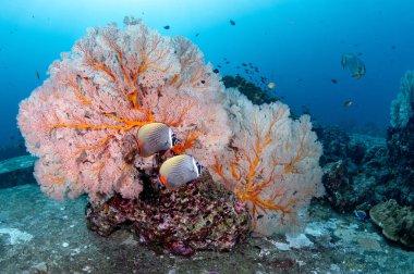 Tachai Zirvesi 'nde güzel pembe Gorgonya deniz mercanı olan bir çift kırmızı kuyruklu kelebek balığı. Similan Ulusal Parkı, Andaman Denizi, Tayland' daki Tachai Adası yakınlarındaki bir dalış alanı..
